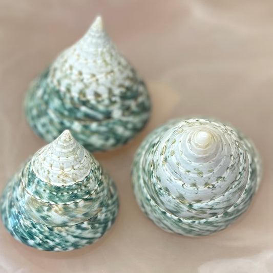 Sea Shell | Tectus Pyramis Pearlised 6cm