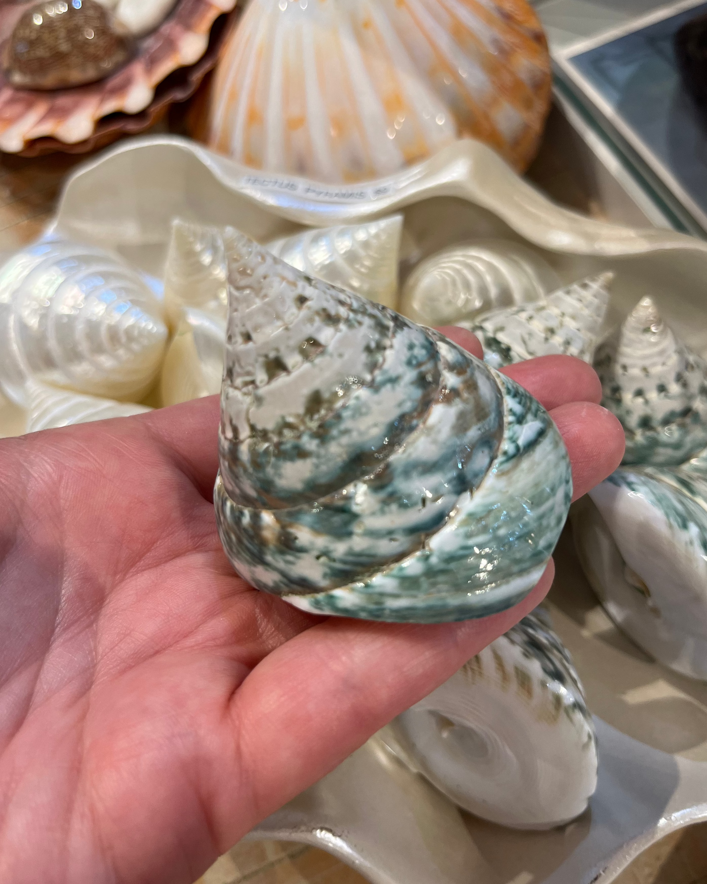 Sea Shell | Tectus Pyramis Pearlised Pearly Green