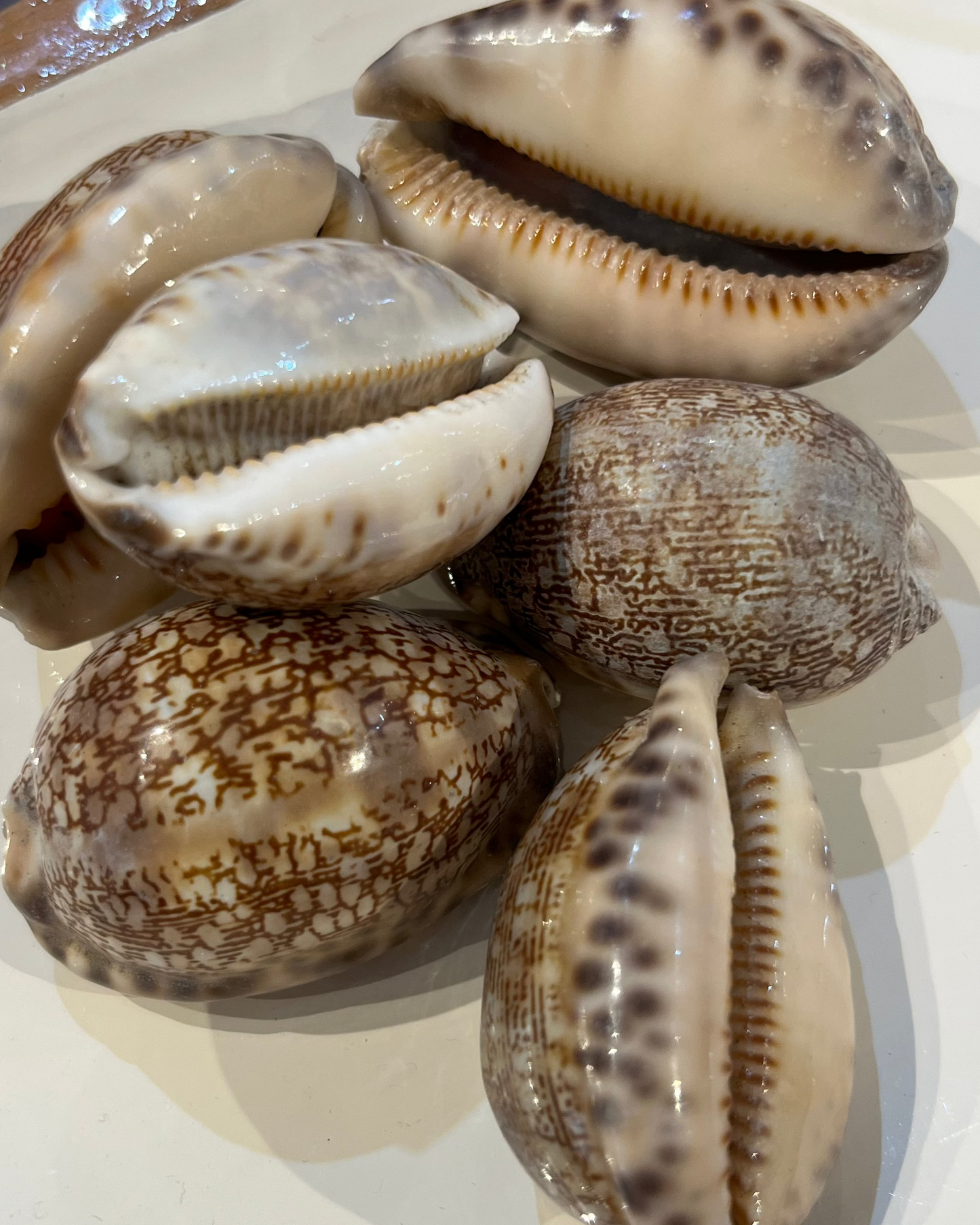 Sea Shell | Arabian Cowrie Brown