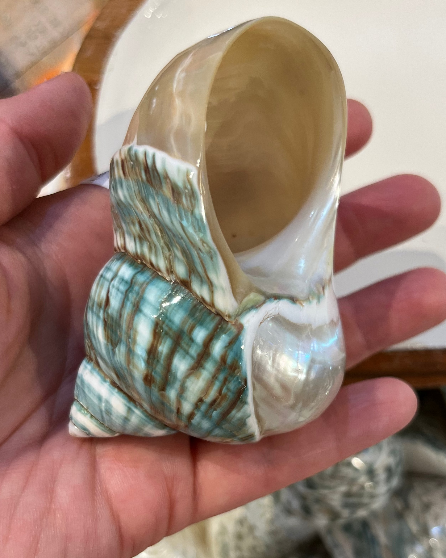 Sea Shell | Turbo Burgos Green Top