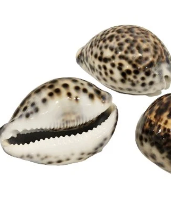 Sea Shell | Cyprea Tigris Cowrie
