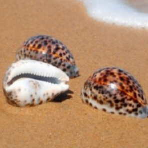 Sea Shell | Tiger Cowrie 6cm