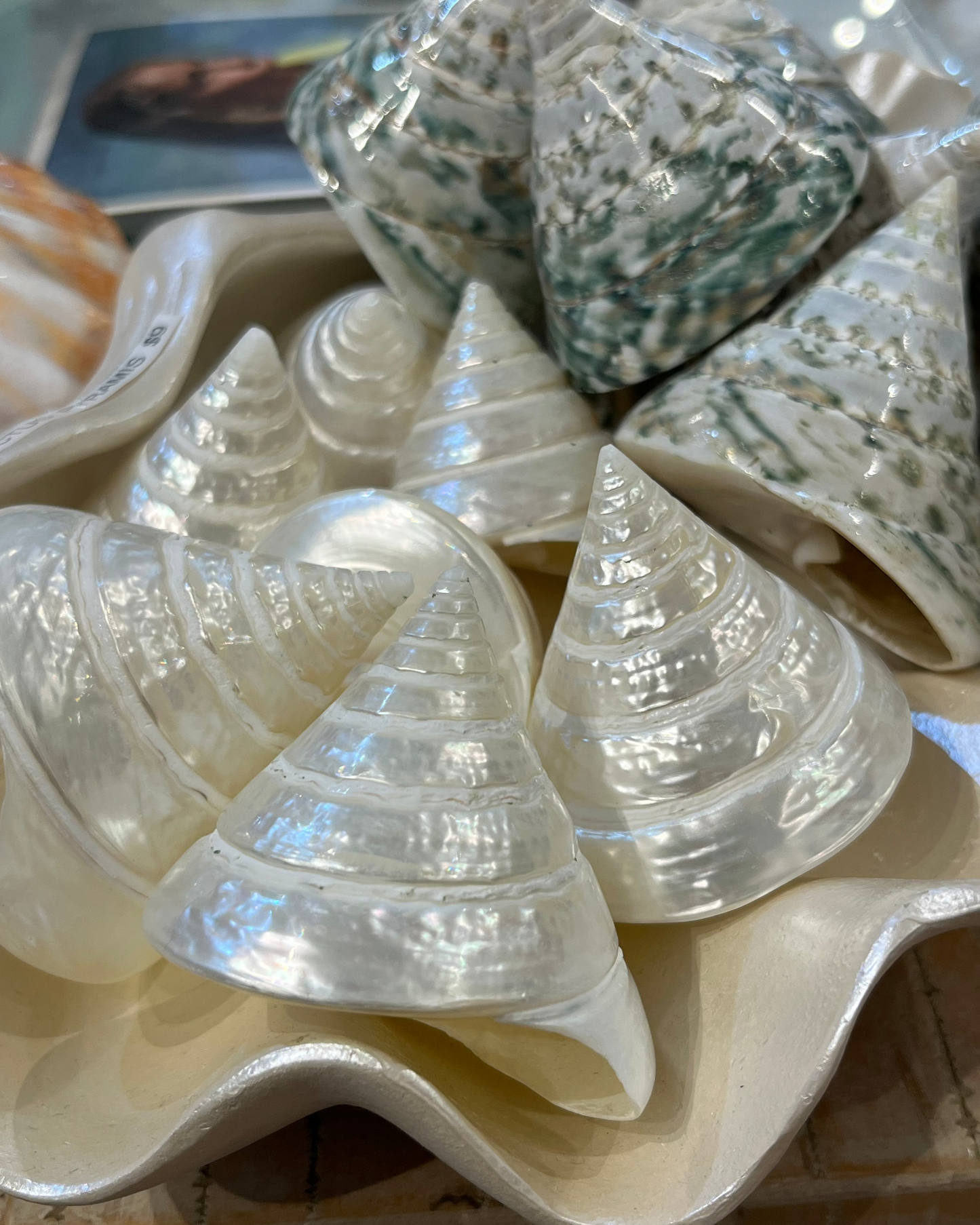 Sea Shell | Tectus Pyramis Pearlised Pearly Green