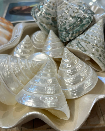 Sea Shell | Tectus Pyramis Pearlised Pearly Green