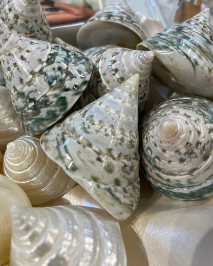 Sea Shell | Tectus Pyramis Pearlised Pearly Green