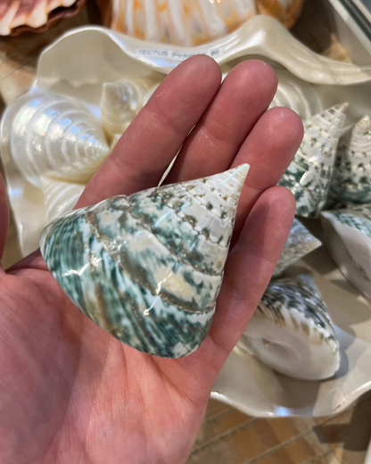Sea Shell | Tectus Pyramis Pearlised Pearly Green