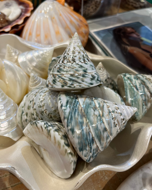 Sea Shell | Tectus Pyramis Pearlised Pearly Green
