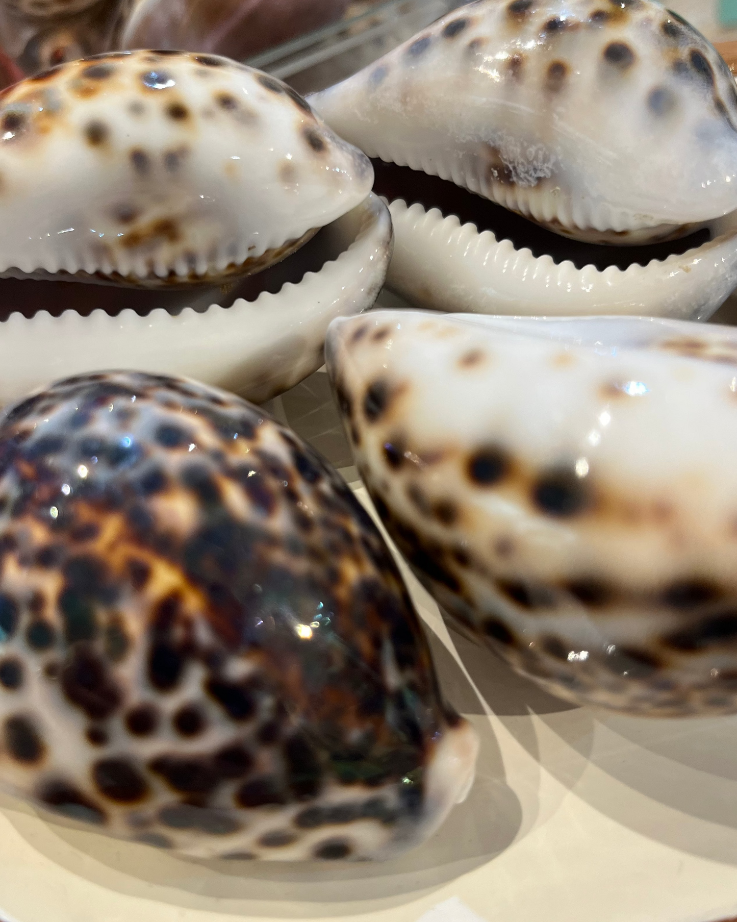 Sea Shell | Cyprea Tigris Cowrie