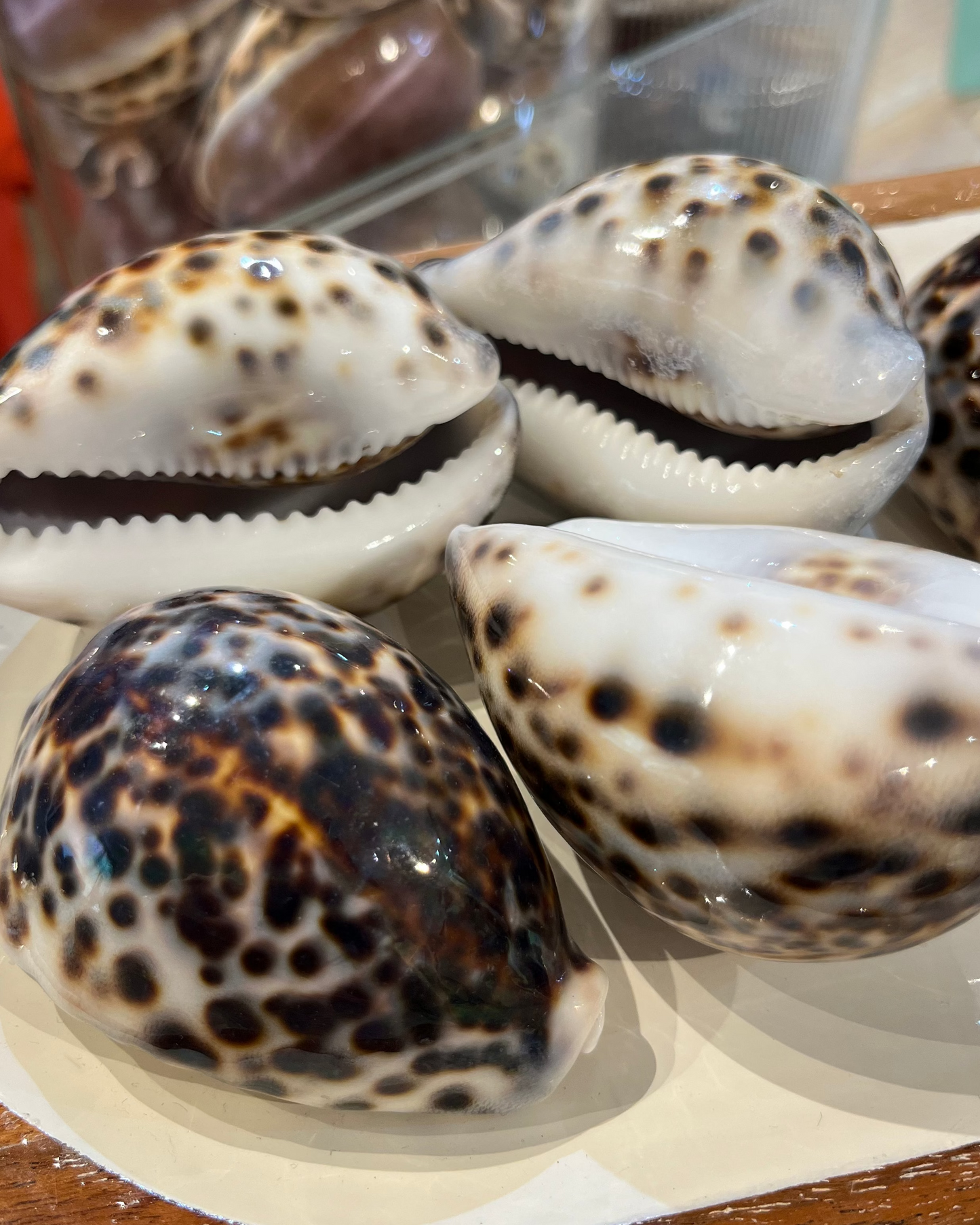 Sea Shell | Cyprea Tigris Cowrie