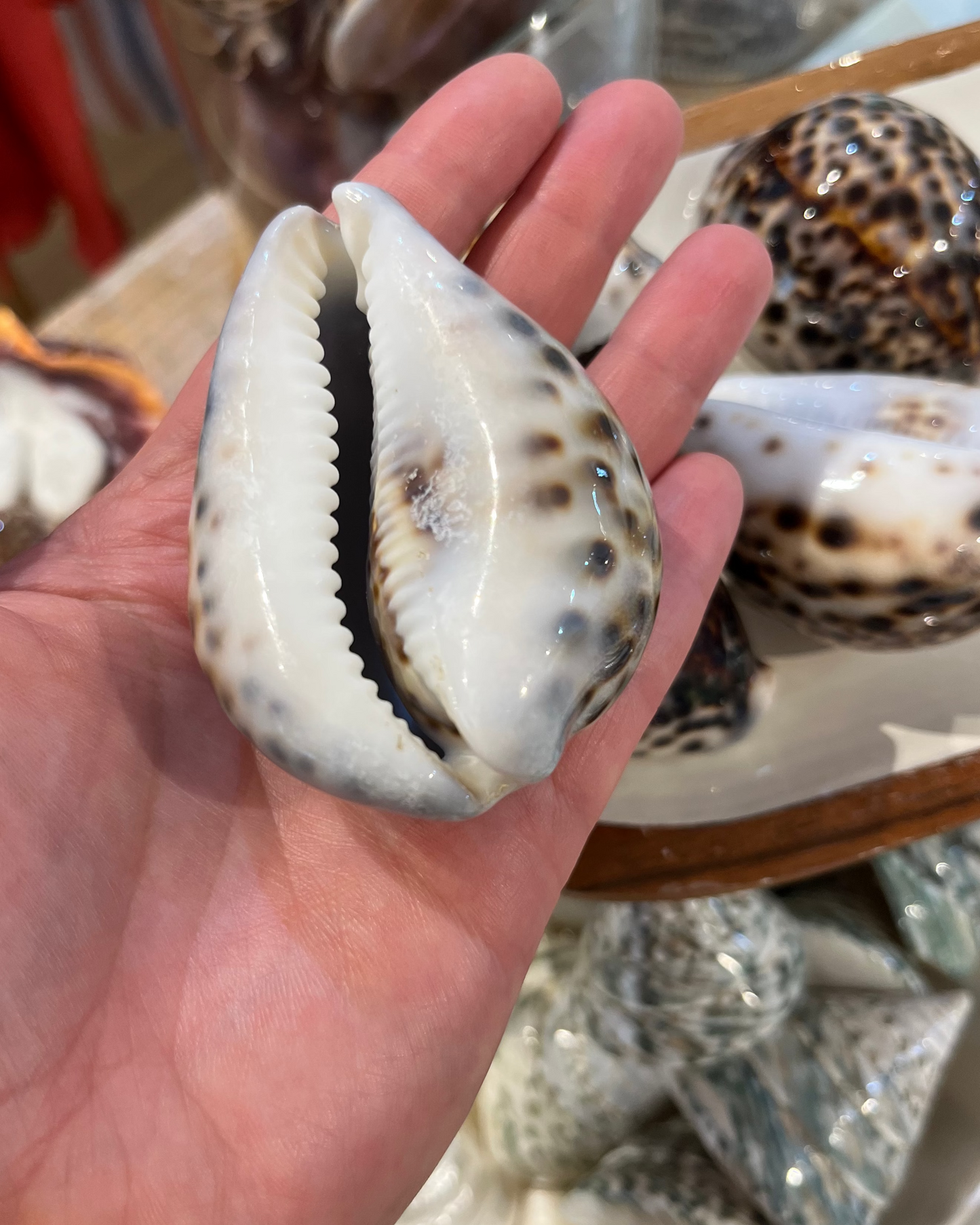 Sea Shell | Cyprea Tigris Cowrie