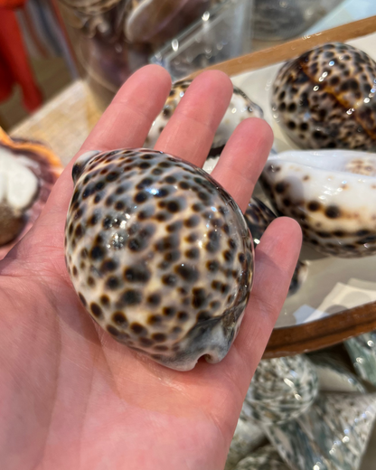 Sea Shell | Cyprea Tigris Cowrie