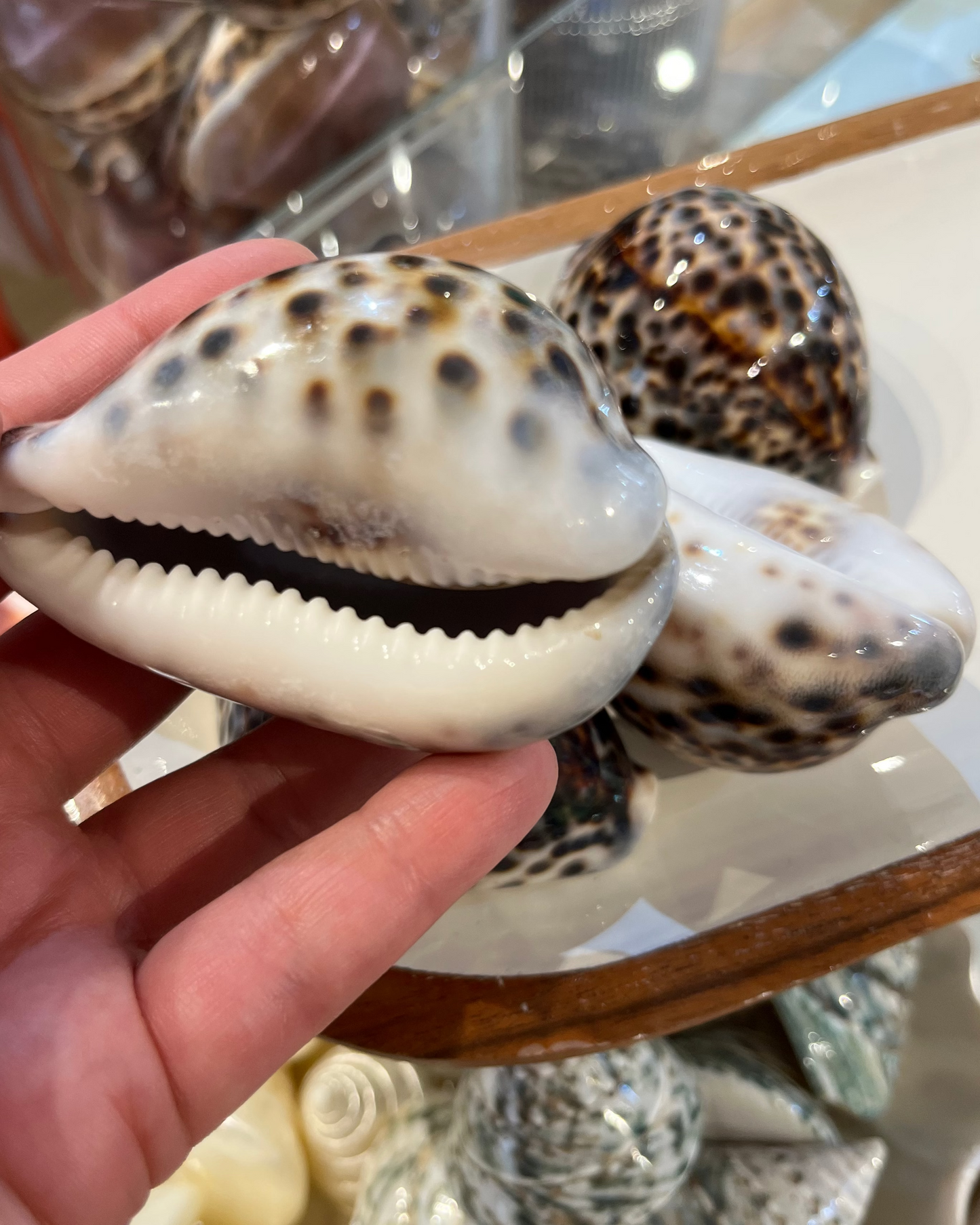 Sea Shell | Cyprea Tigris Cowrie