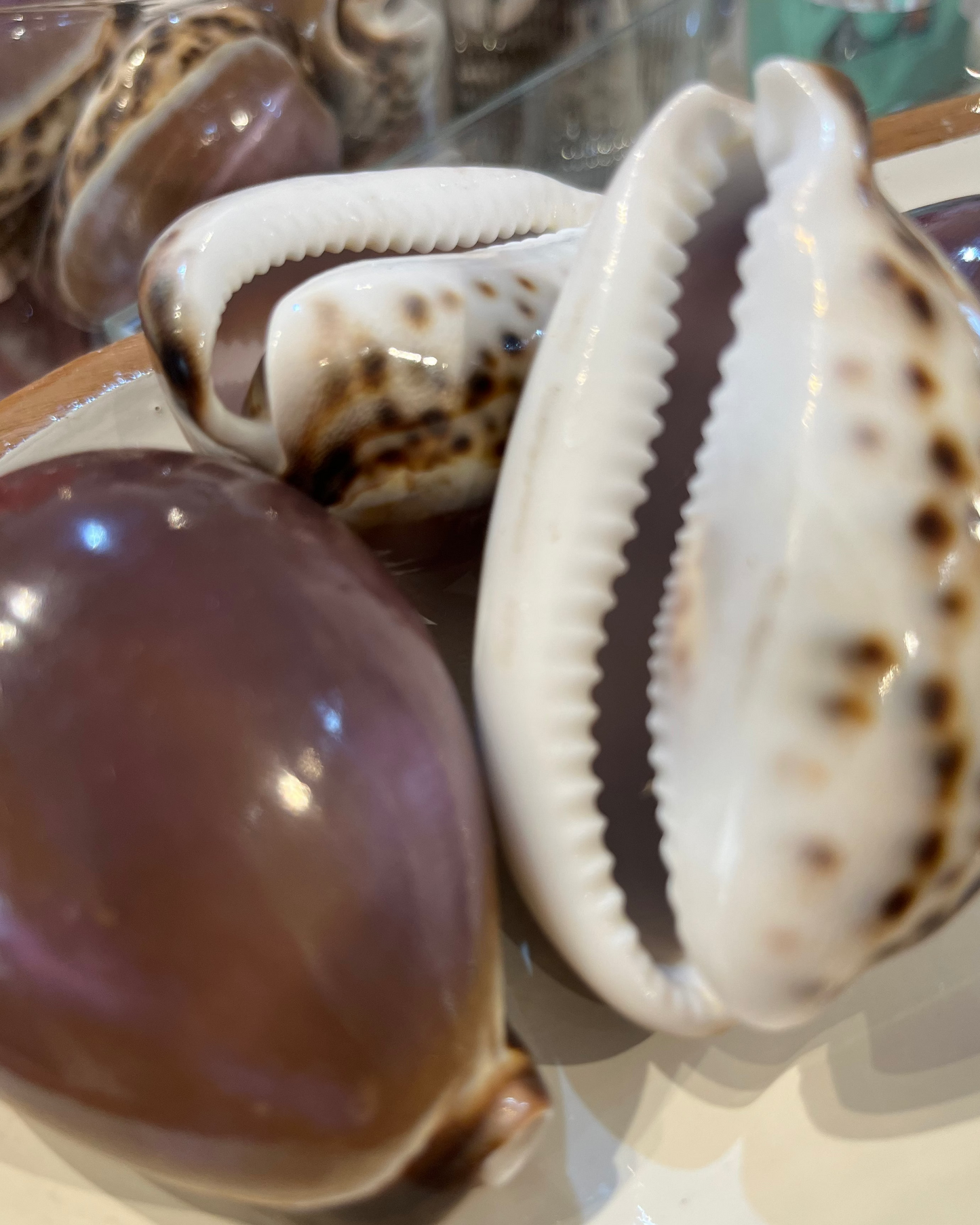 Sea Shell | Cyprea Tigris Cowrie Purple Top