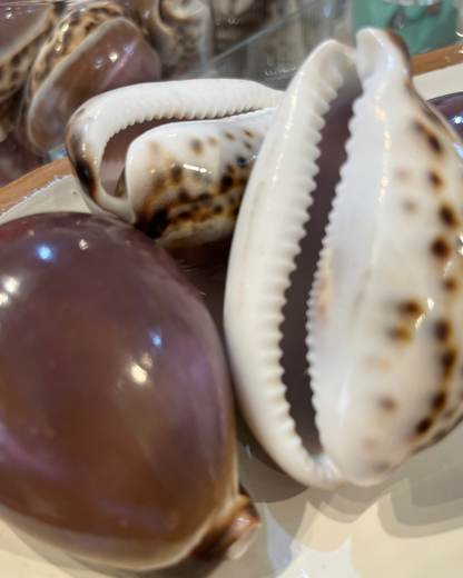 Sea Shell | Cyprea Tigris Cowrie Purple Top