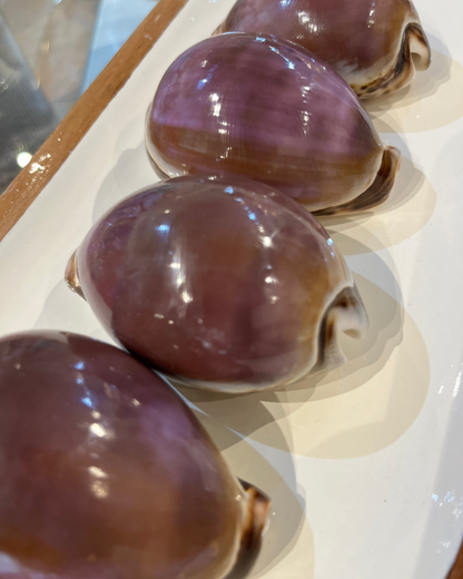 Sea Shell | Cyprea Tigris Cowrie Purple Top