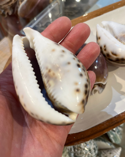 Sea Shell | Cyprea Tigris Cowrie Purple Top