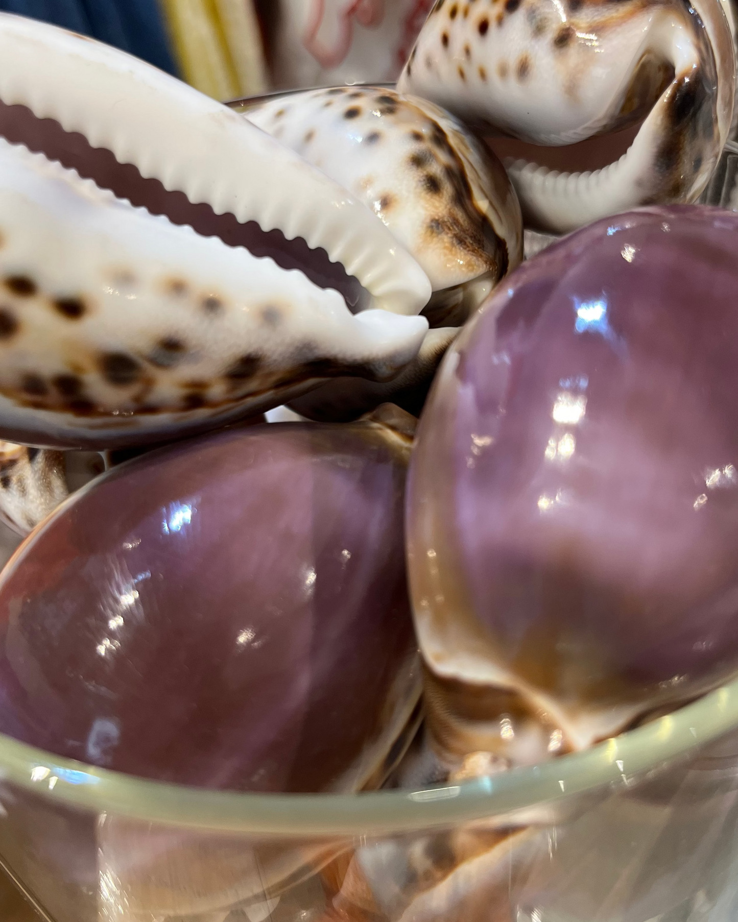 Sea Shell | Cyprea Tigris Cowrie Purple Top