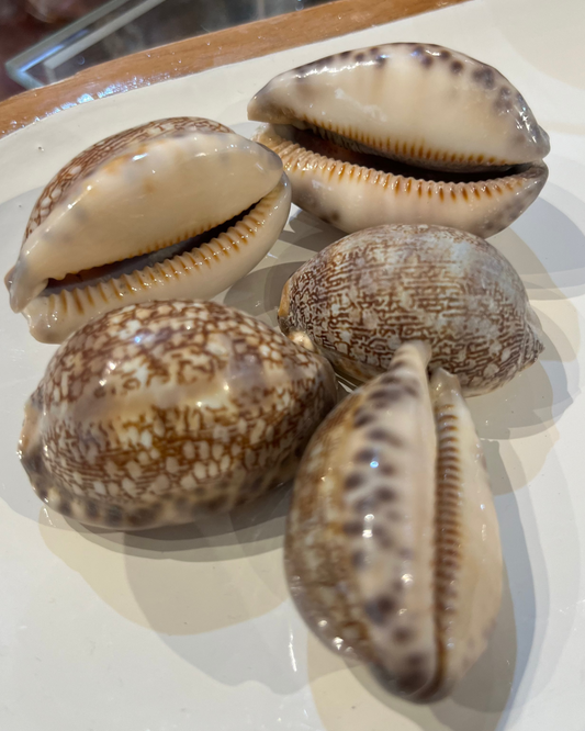 Sea Shell | Arabian Cowrie Brown