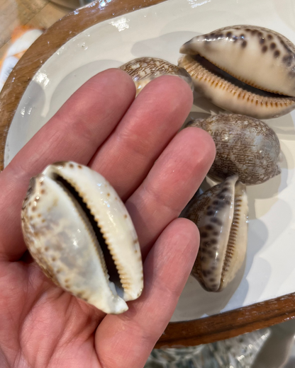 Sea Shell | Arabian Cowrie Brown