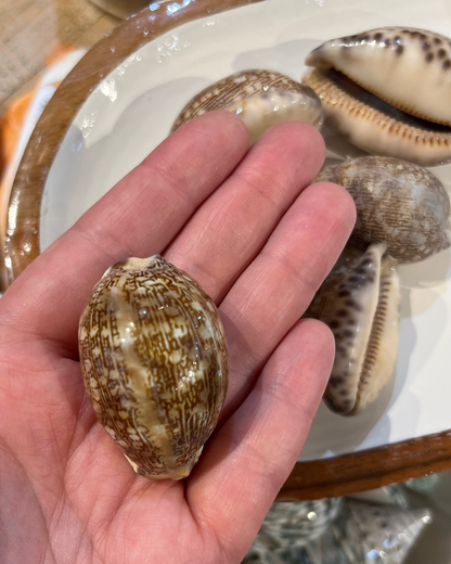 Sea Shell | Arabian Cowrie Brown