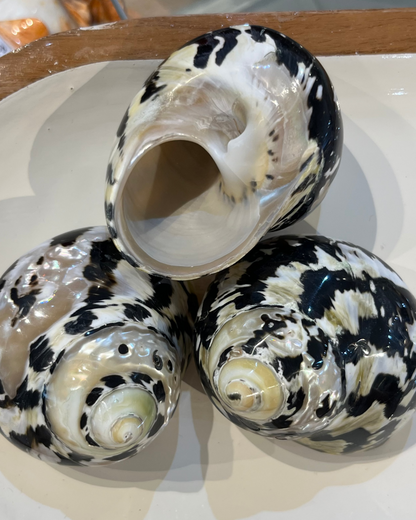 Sea Shell | Turbo Pica Black