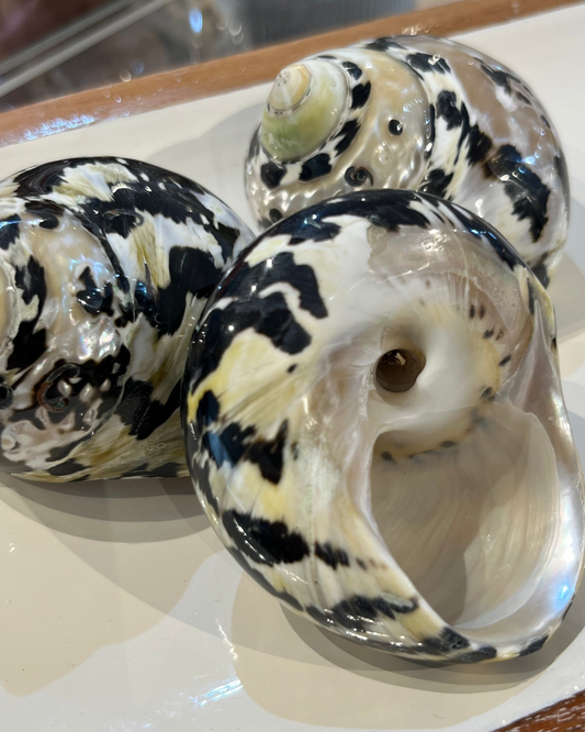 Sea Shell | Turbo Pica Black