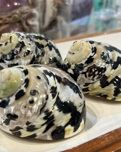 Sea Shell | Turbo Pica Black