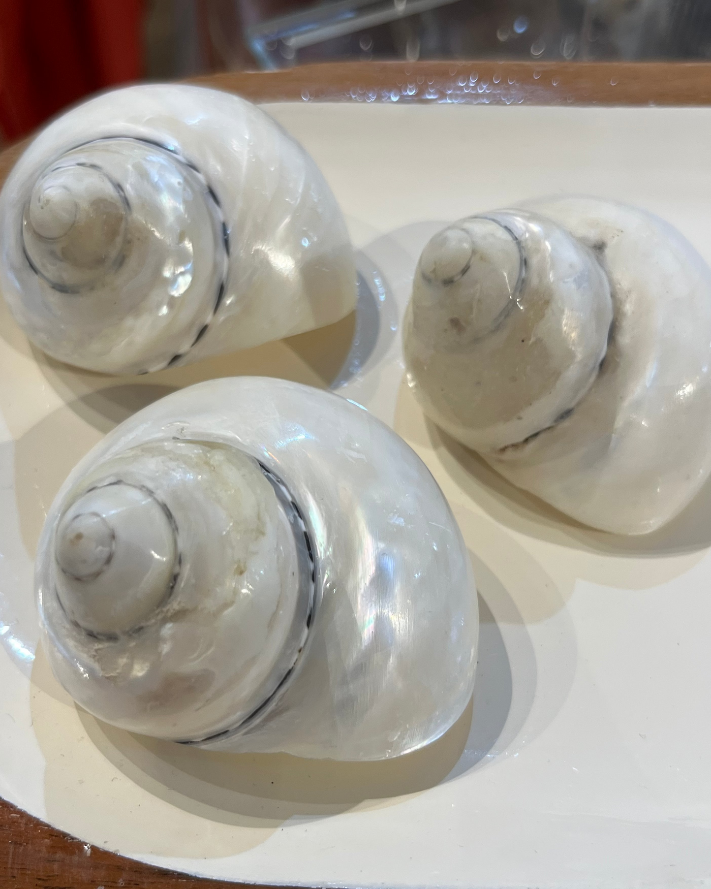 Sea Shell | Turbo Pica Pearly White
