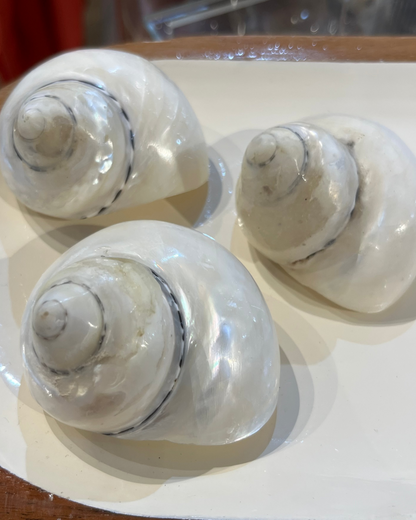 Sea Shell | Turbo Pica Pearly White