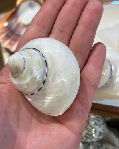 Sea Shell | Turbo Pica Pearly White