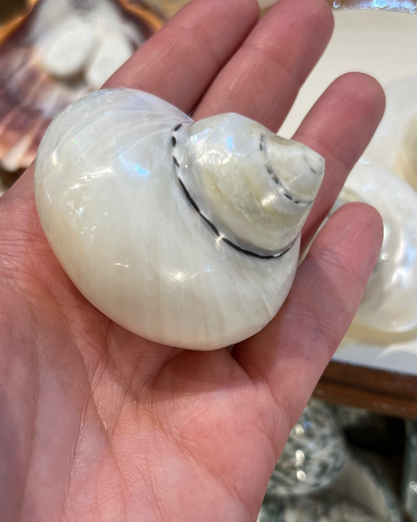 Sea Shell | Turbo Pica Pearly White