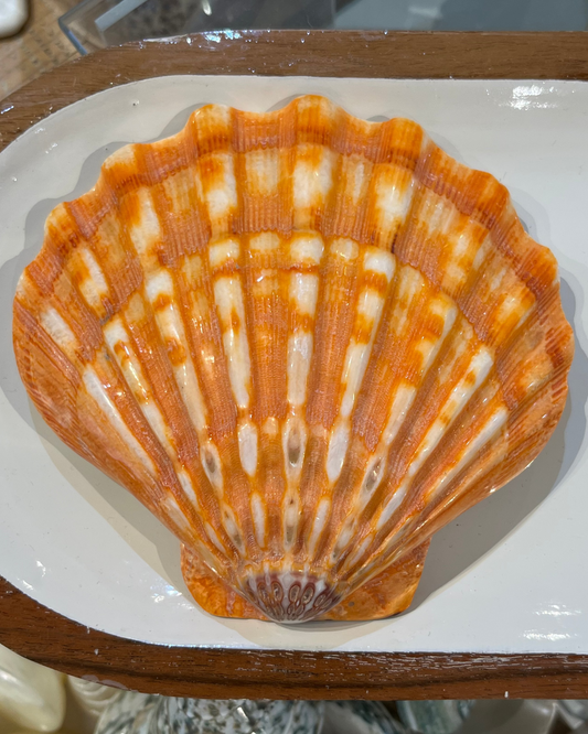 Sea Shell | Lions Paw Large