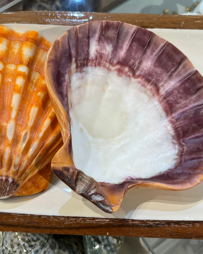Sea Shell | Lions Paw Large