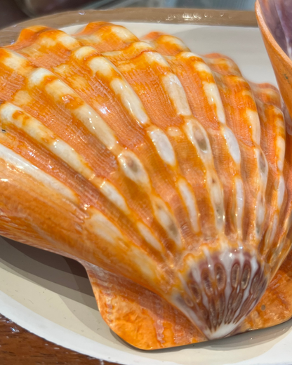 Sea Shell | Lions Paw Large