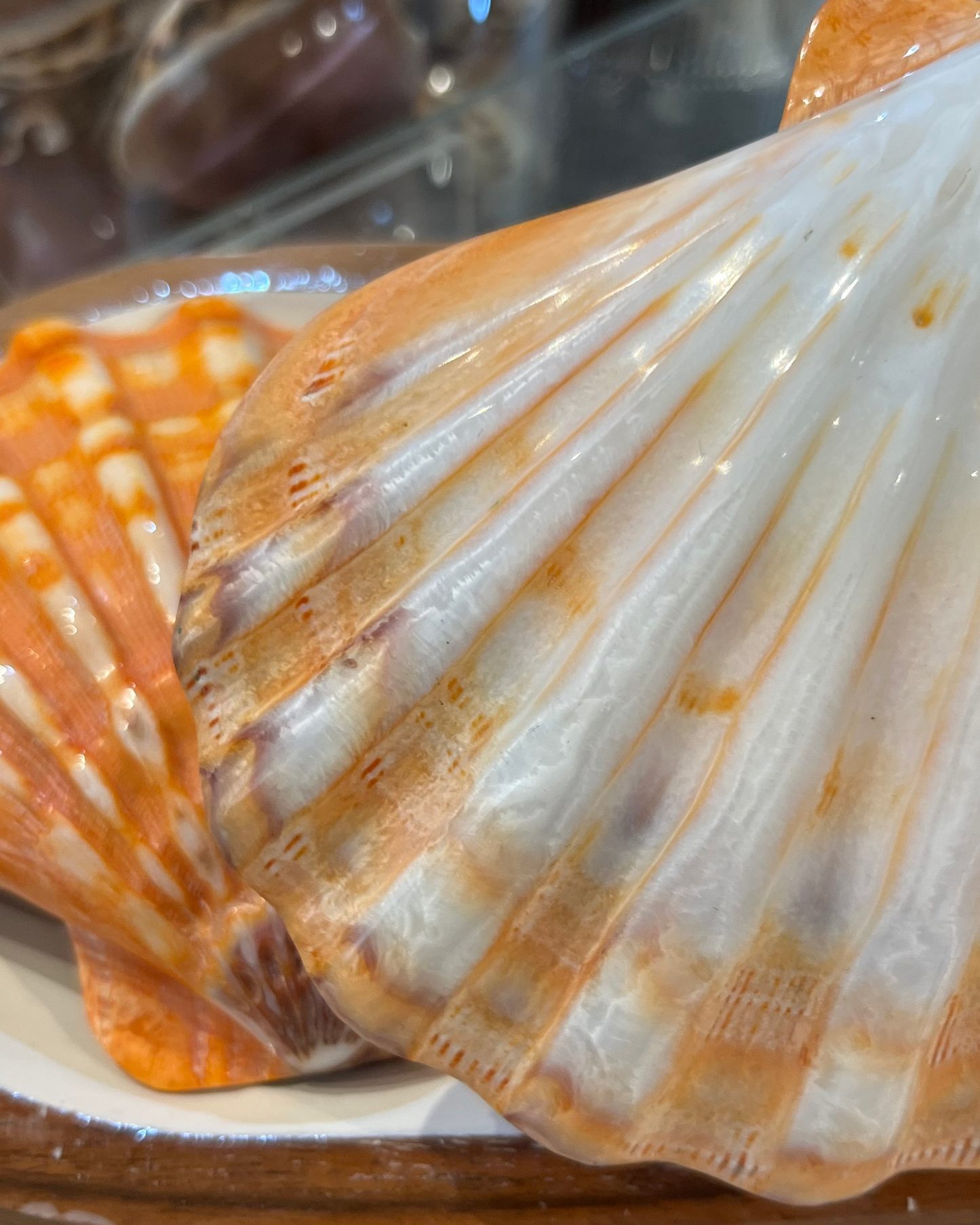 Sea Shell | Lions Paw Large