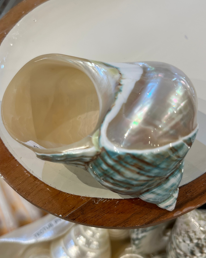 Sea Shell | Turbo Burgos Green Top