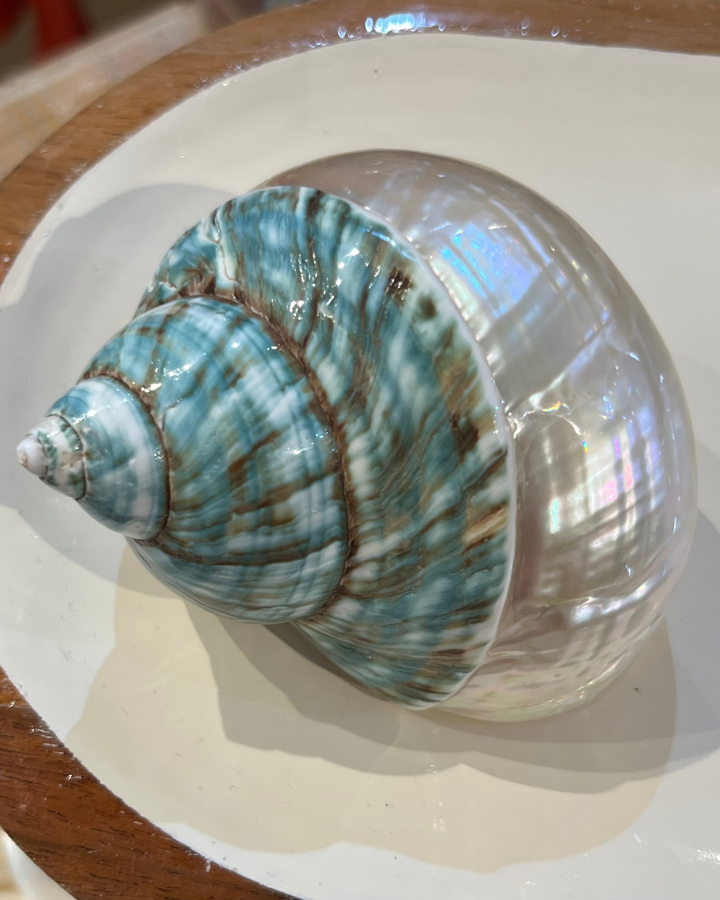 Sea Shell | Turbo Burgos Green Top