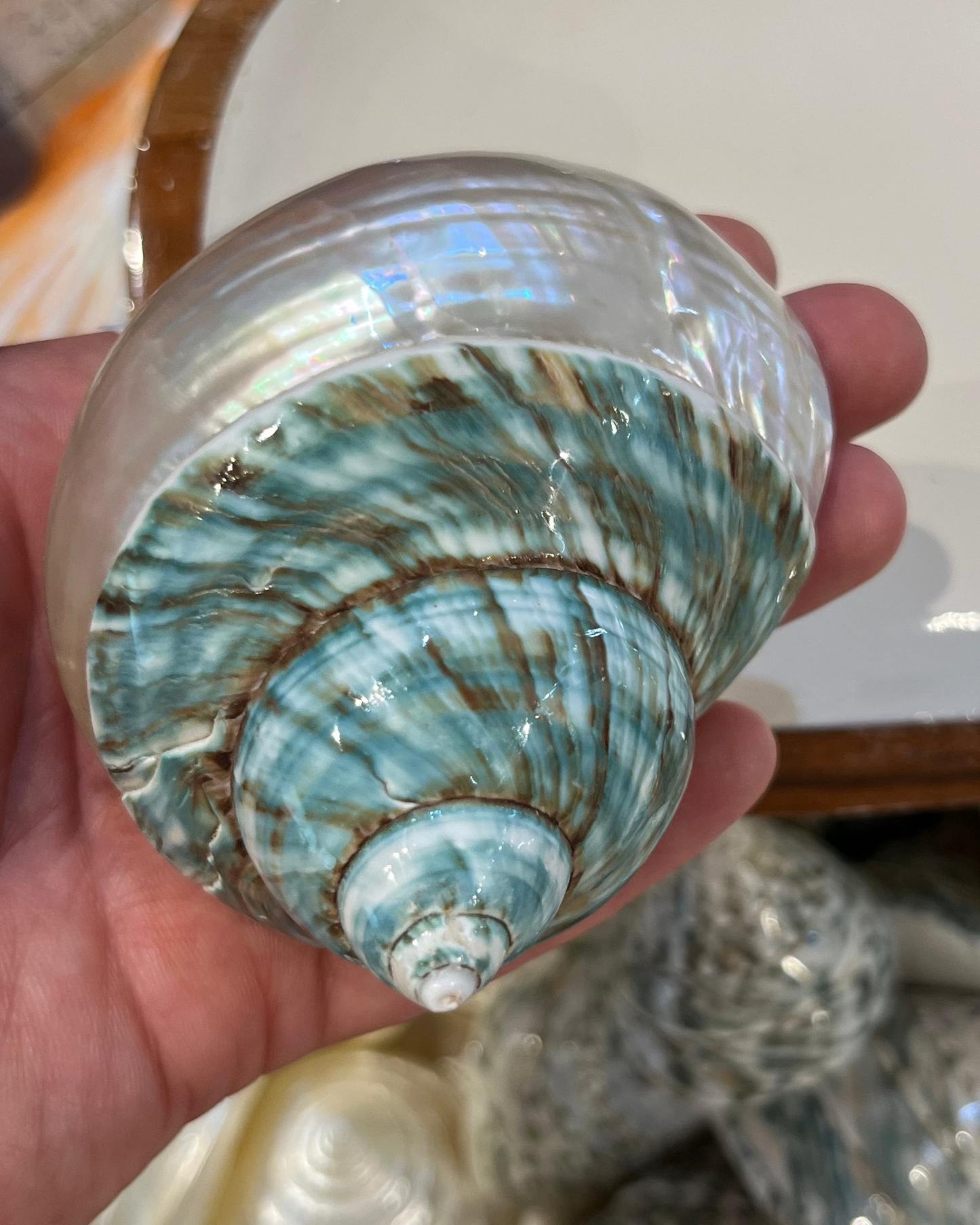 Sea Shell | Turbo Burgos Green Top