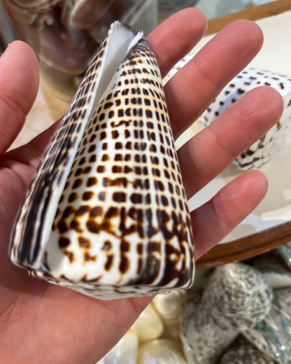 Sea Shell | Conus Leopardis Cone