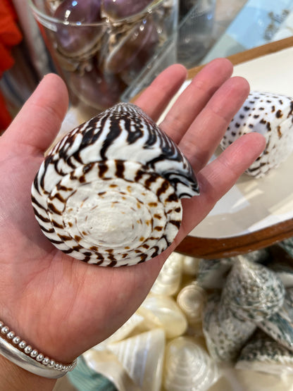 Sea Shell | Conus Leopardis Cone