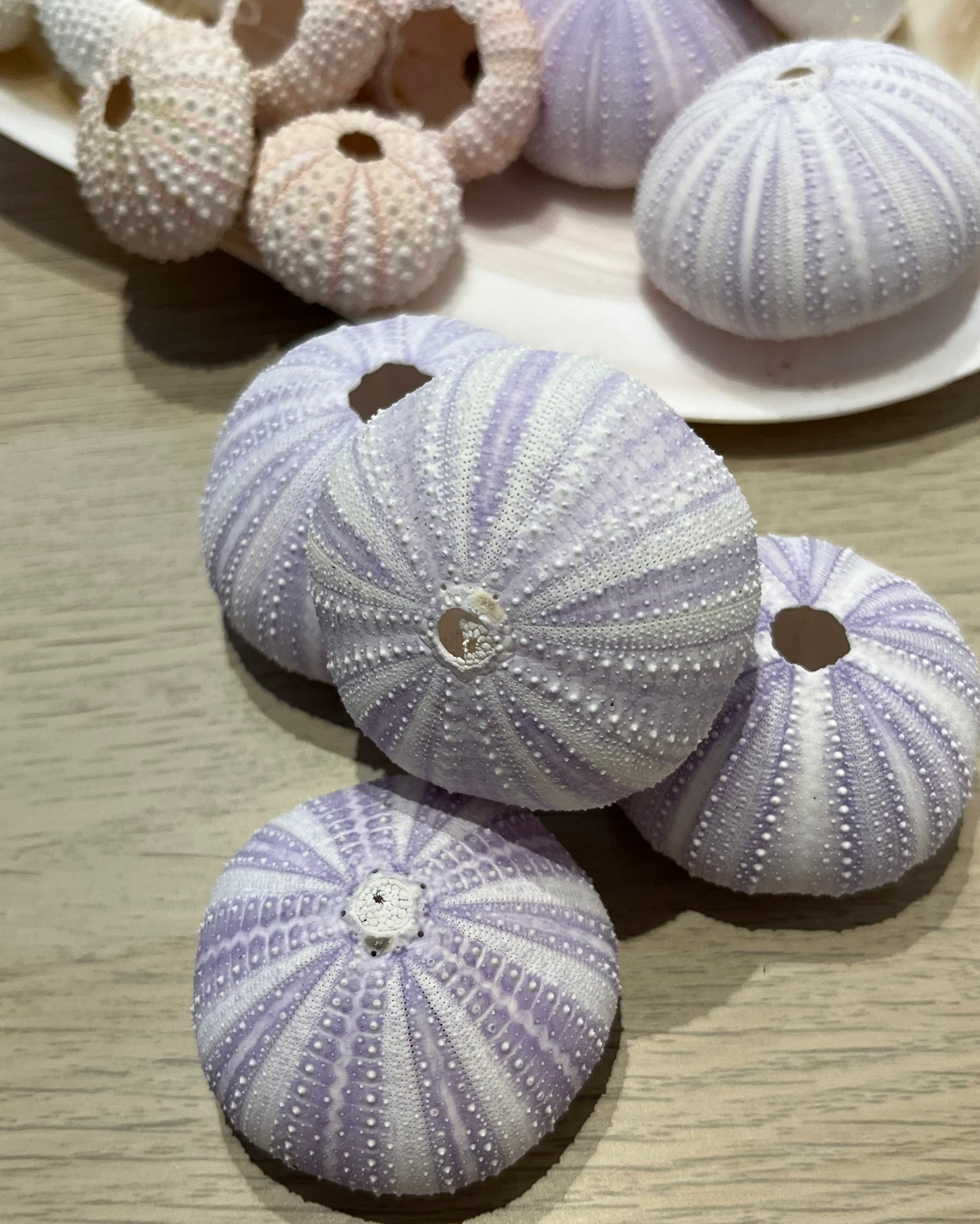 Sea Shell | Sea Urchin Purple