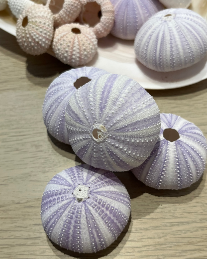 Sea Shell | Sea Urchin Purple