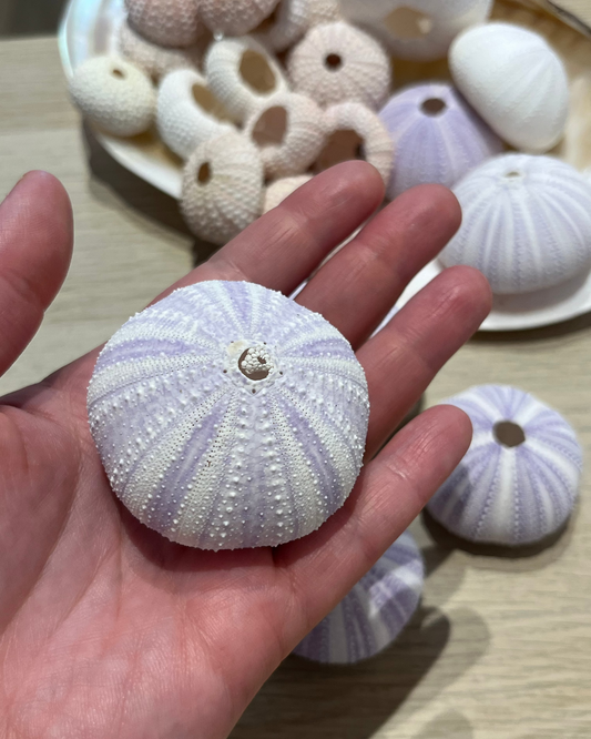 Sea Shell | Sea Urchin Purple