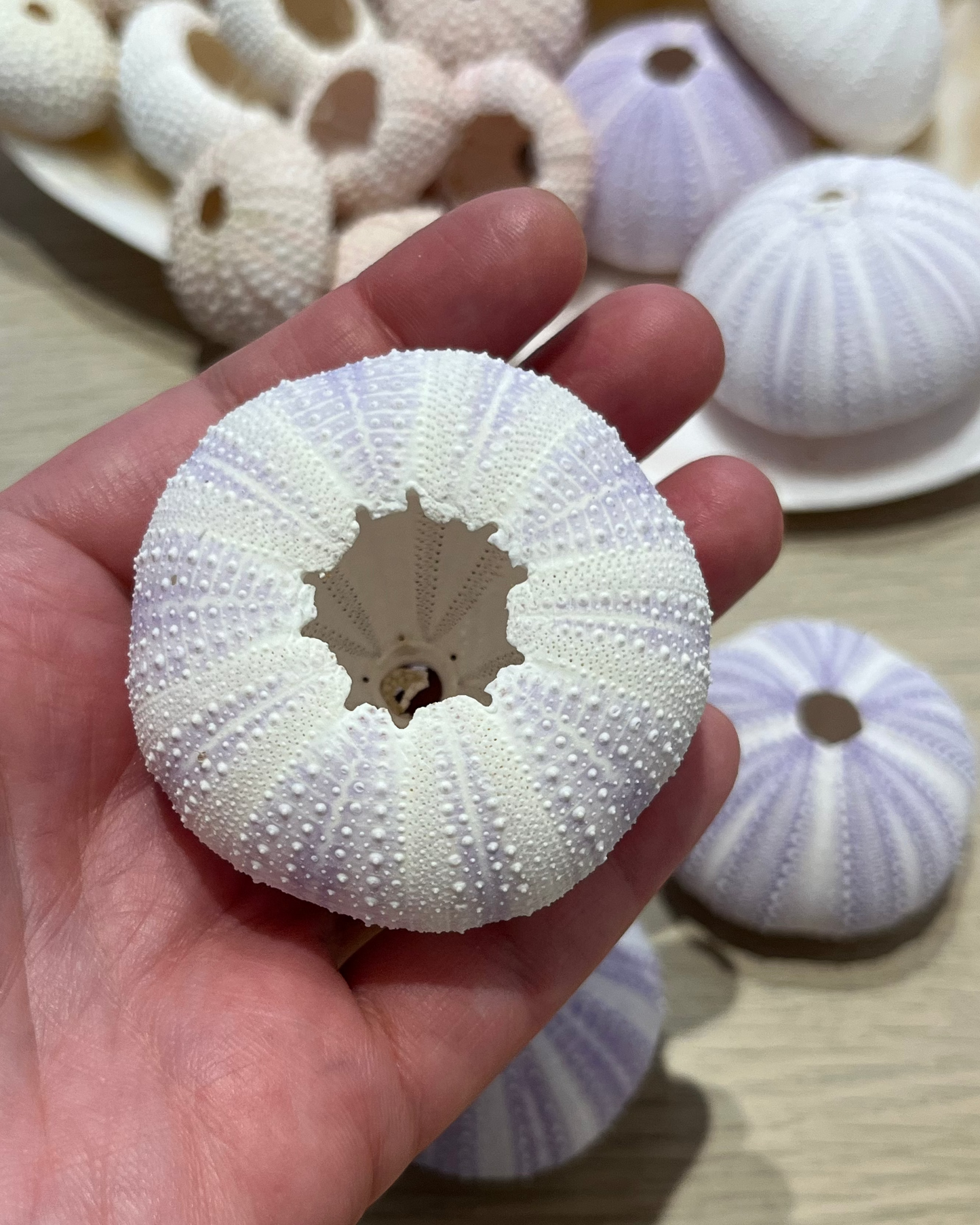 Sea Shell | Sea Urchin Purple