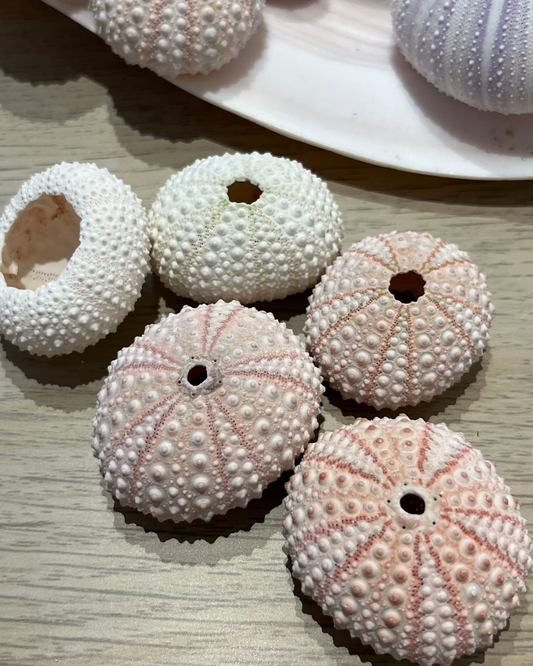 Sea Shell | Sea Urchin Pink Set of 3