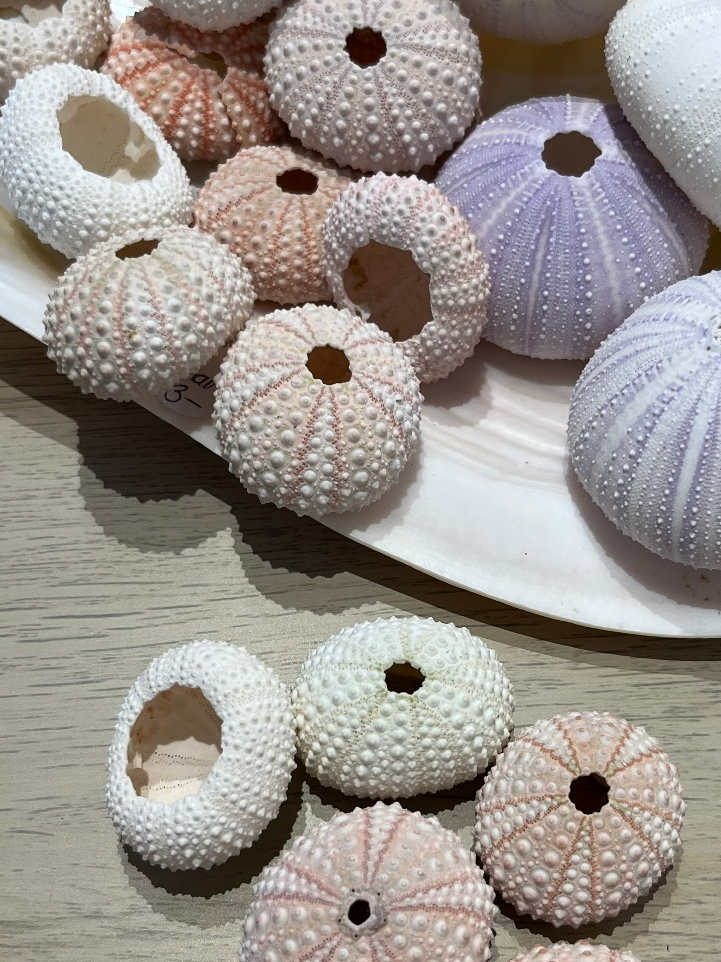 Sea Shell | Sea Urchin Pink Set of 3