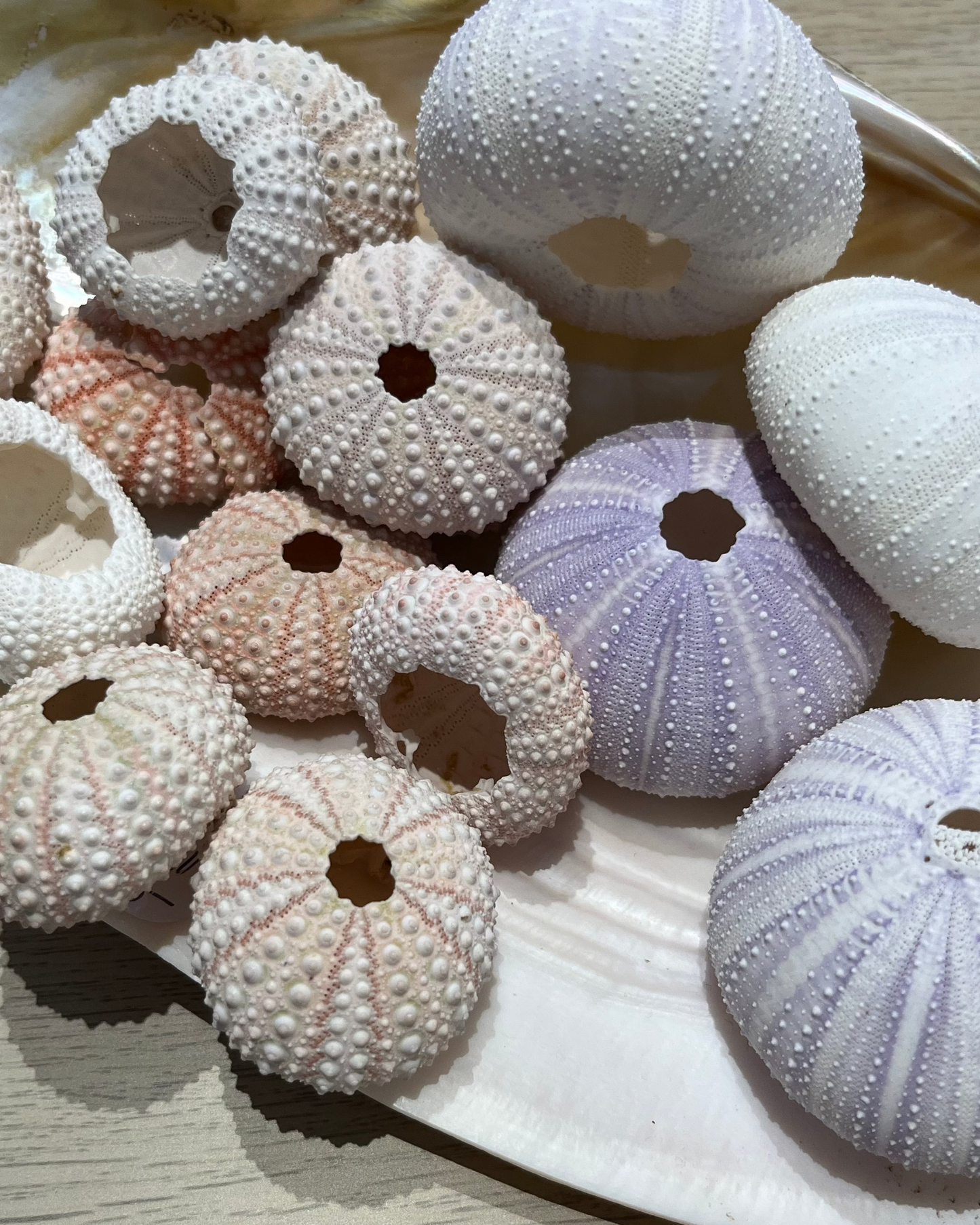 Sea Shell | Sea Urchin Purple