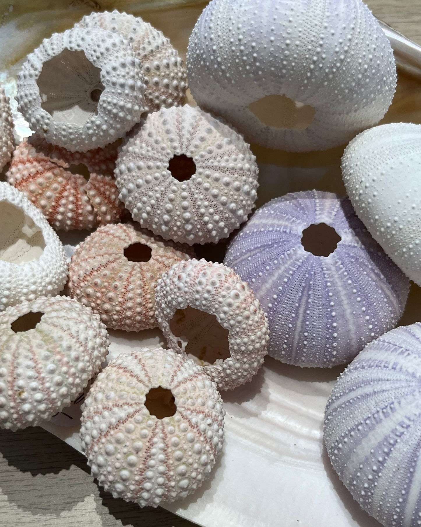 Sea Shell | Sea Urchin Pink Set of 3