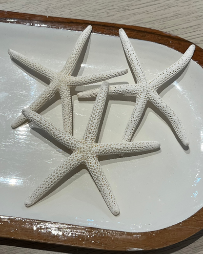 Shelly Starfish Set of 3 | Finger Dried Starfish