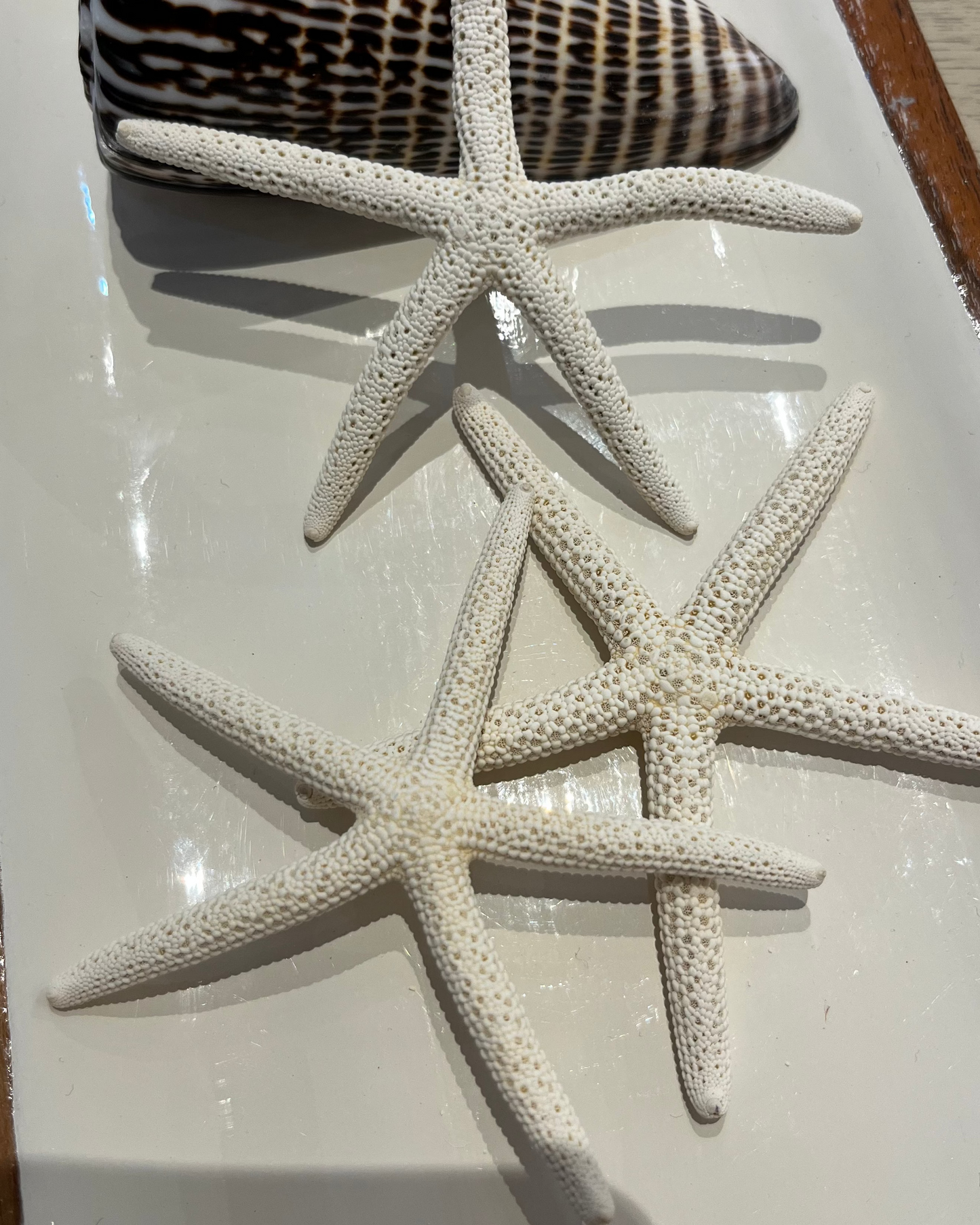 Shelly Starfish Set of 3 | Finger Dried Starfish